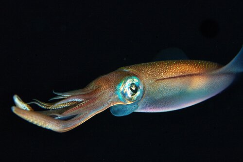 La capacità di mimetizzazione del calamaro