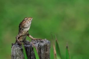 Luoghi migliori per viaggiare e vedere animali esotici