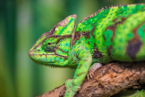 Mimetismo del camaleonte: come fa a cambiare colore?