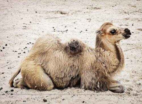 La fauna del deserto del Gobi