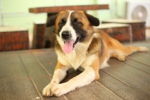 Come allenare i sensi dei cani ciechi