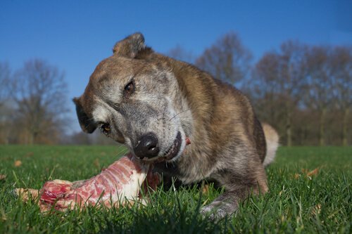 Cane addenta carne cruda su un prato