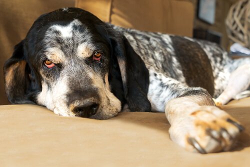 Un cane anziano con gli occhi rossi sdraiato