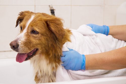 Cane viene asciugato dopo il bagno
