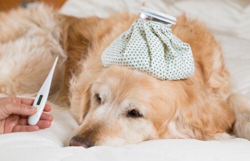 Il cane ha la febbre? Ecco come saperlo e curarla
