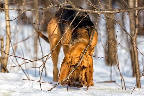 Cane di sant'uberto odora il suolo innevato