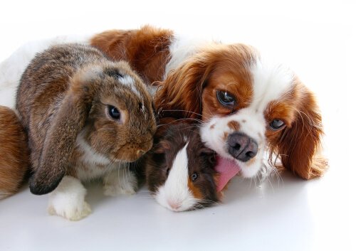 Cane e un coniglio insieme