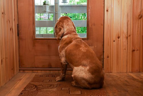 Cane aspetta padrone guardando dalla finestra