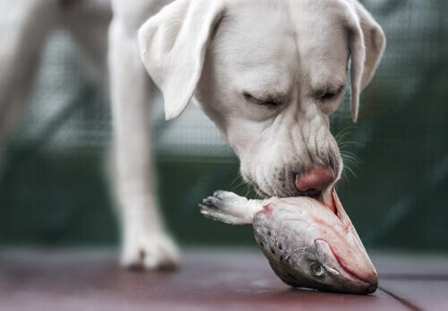 Cane mangia un pesce