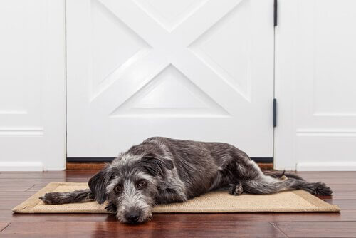 Cane riposa su uno zerbino davanti a una porta bianca