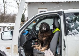 Che fare se il cane ha paura delle automobili?