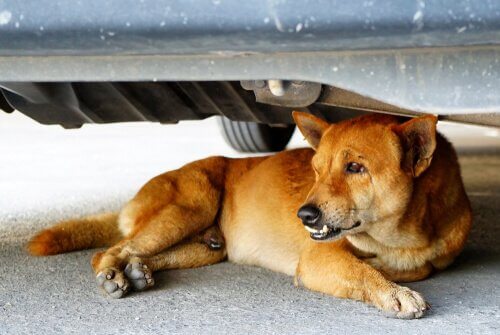 Cane sdraiato sotto un'auto