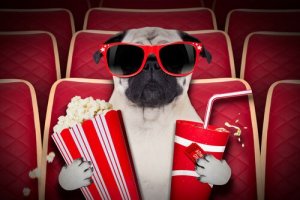 Ecco le sale cinematografiche per cani