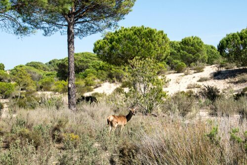 Cerbiatto pascola nel parco di Doñana