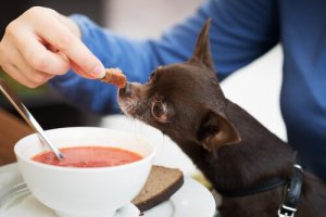 Si possono far mangiare le zuppe al cane?