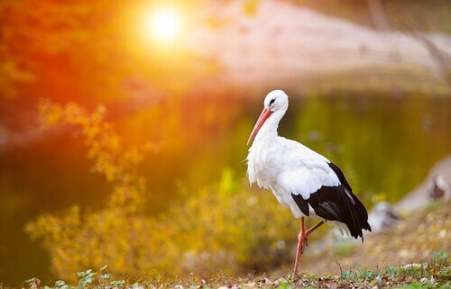 Cicogna bianca al tramonto
