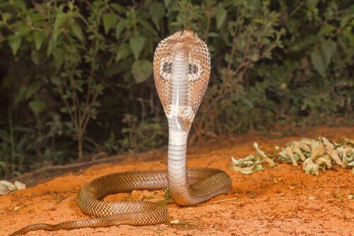 Cobra indiano dritto in posa d'attacco