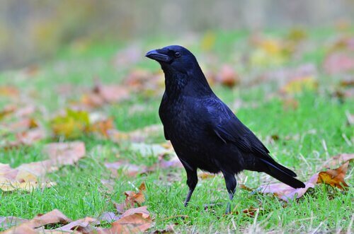 un corvo nero in piedi su un prato