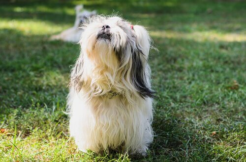 Cucciolo a pelo lungo in giardino