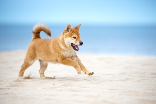 un cucciolo di Shiba Inu corre sulla sabbia