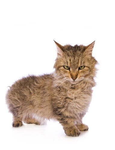 un cucciolo di gatto Skookum su sfondo bianco