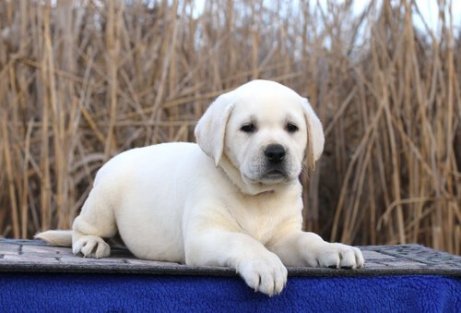 I Cani Piu Famosi Del Cinema E Della Tv I Miei Animali