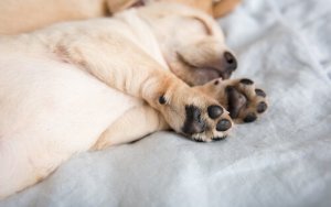 A cosa serve lo sperone dei mastini?