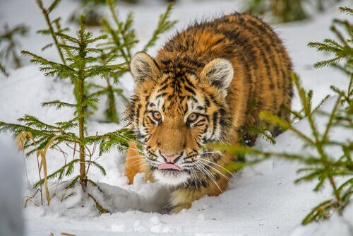 Cucciolo di tigre siberiana nella neve