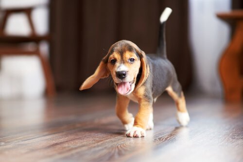 Beagle in casa con la coda in alto e lingua fuori