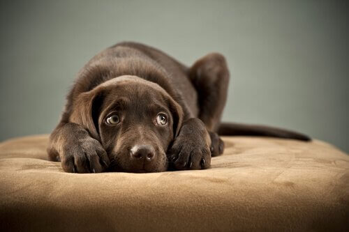 Come riconoscere i sintomi della parvovirosi canina?