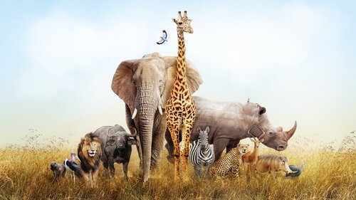 Gli animali che si possono vedere in Africa