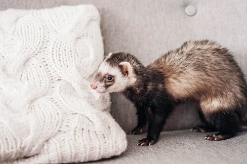 furetto vicino ad un cuscino