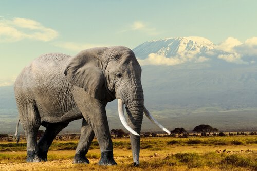 Elefante cammina su erba secca