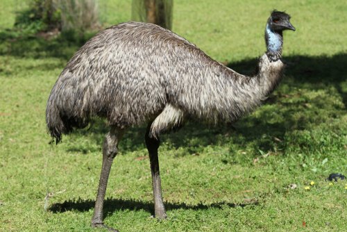 un emù di profilo sul prato visto da vicino
