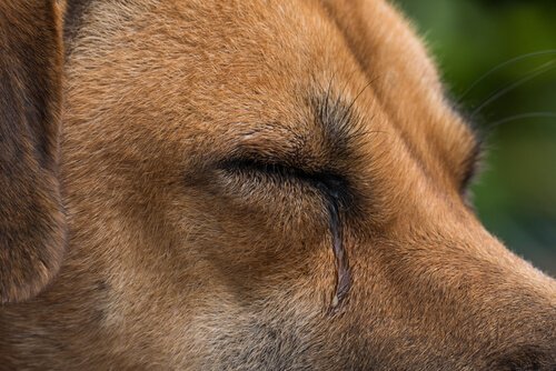 Cosa provoca la lacrimazione nei cani?