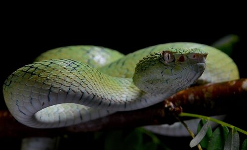 Serpenti più velenosi: sapete quali sono?