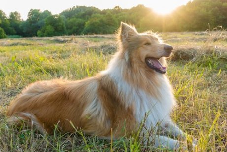 I Cani Piu Famosi Del Cinema E Della Tv I Miei Animali