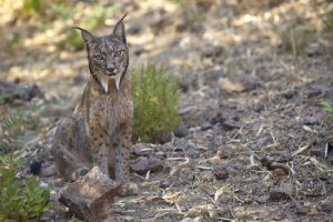 Cosa fa una lince iberica a Barcellona?