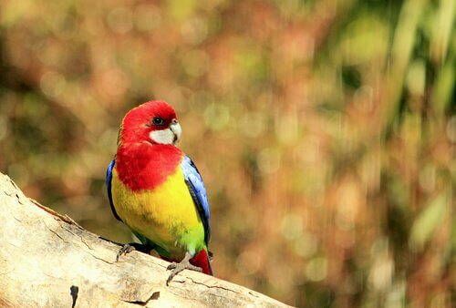 Rosella orientale su un ramo