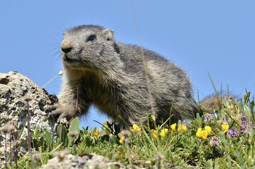 Marmotta alpina tra fauna dei Pirenei