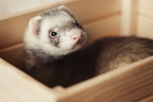 Consigli per tenere un furetto come animale domestico