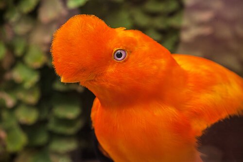 un galletto di roccia della guaiana di colore arancione