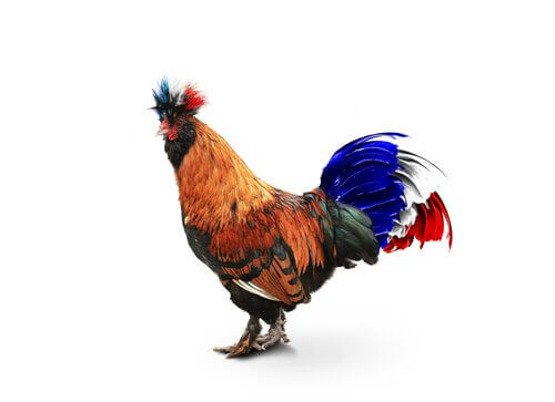 un gallo con la coda francese