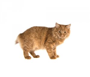 La spina bifida nei gatti