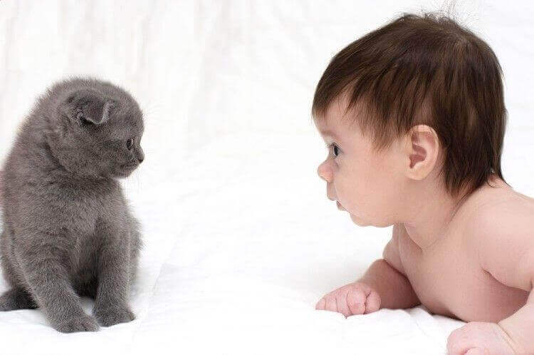 Gatti e bebè possono andare d'accordo?
