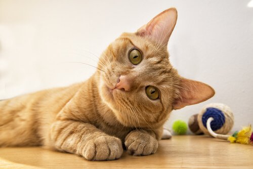 Sordità nei gatti: tutto ciò che bisogna sapere