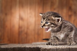 Cosa fare se il gatto miagola troppo?