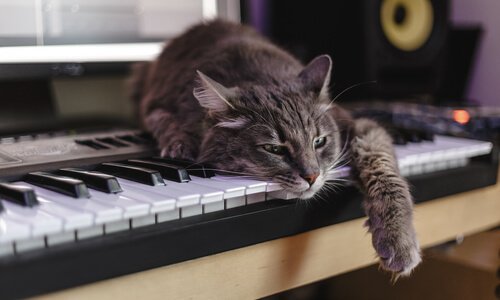 un gatto appoggiato su un pianoforte