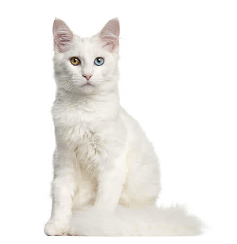 un gatto bianco con occhi di colore diverso