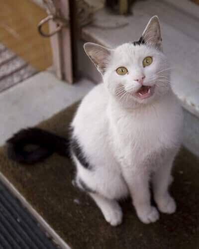 Gatto miagola troppo